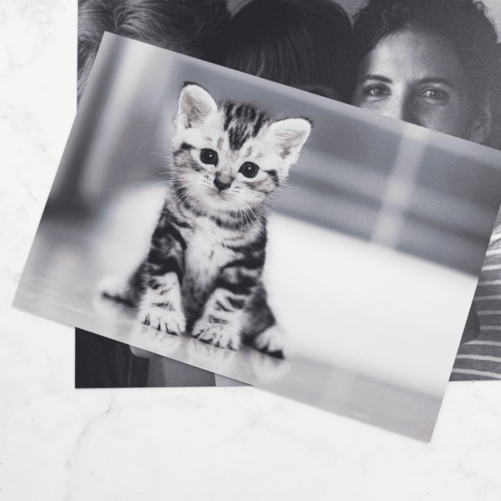 aluminium photo print of a cat- agfaphoto print